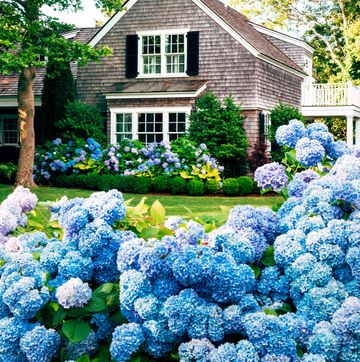 a house with a large collection of hydrangeas in front