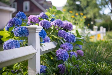 hydrangeas and white picket fence