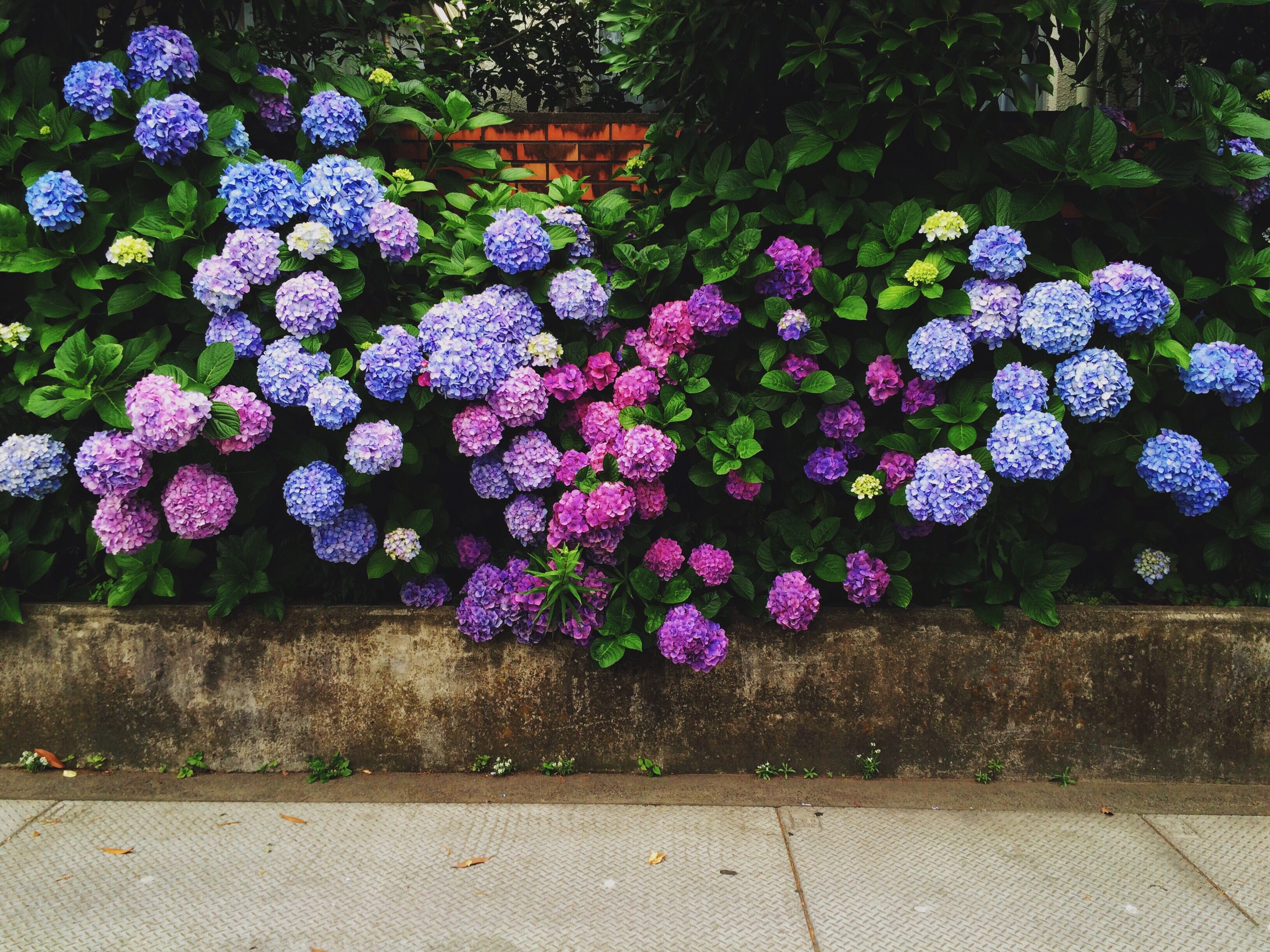 30 Facts You Need To Know If You Love Hydrangeas