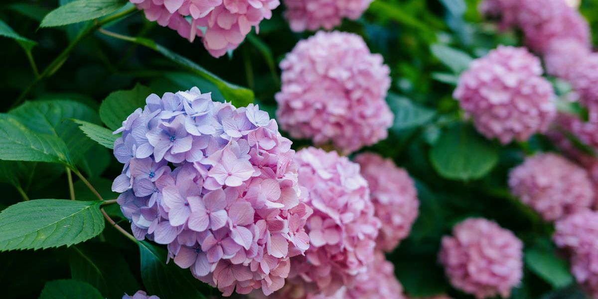 We Discovered the Best Ways to Get Your Hydrangeas to Change Color—It's Like MAGIC