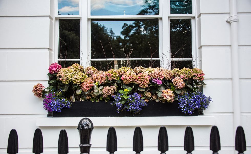 hydrangeas on window flower box