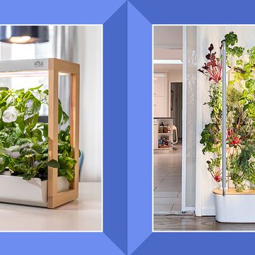 hydroponic gardens growing herbs and lettuce