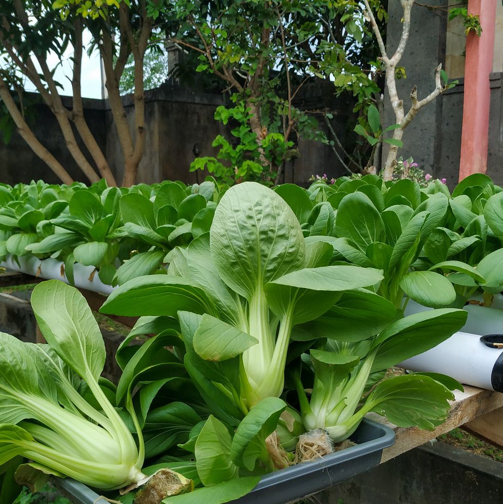 best vegetables to grow bok choy