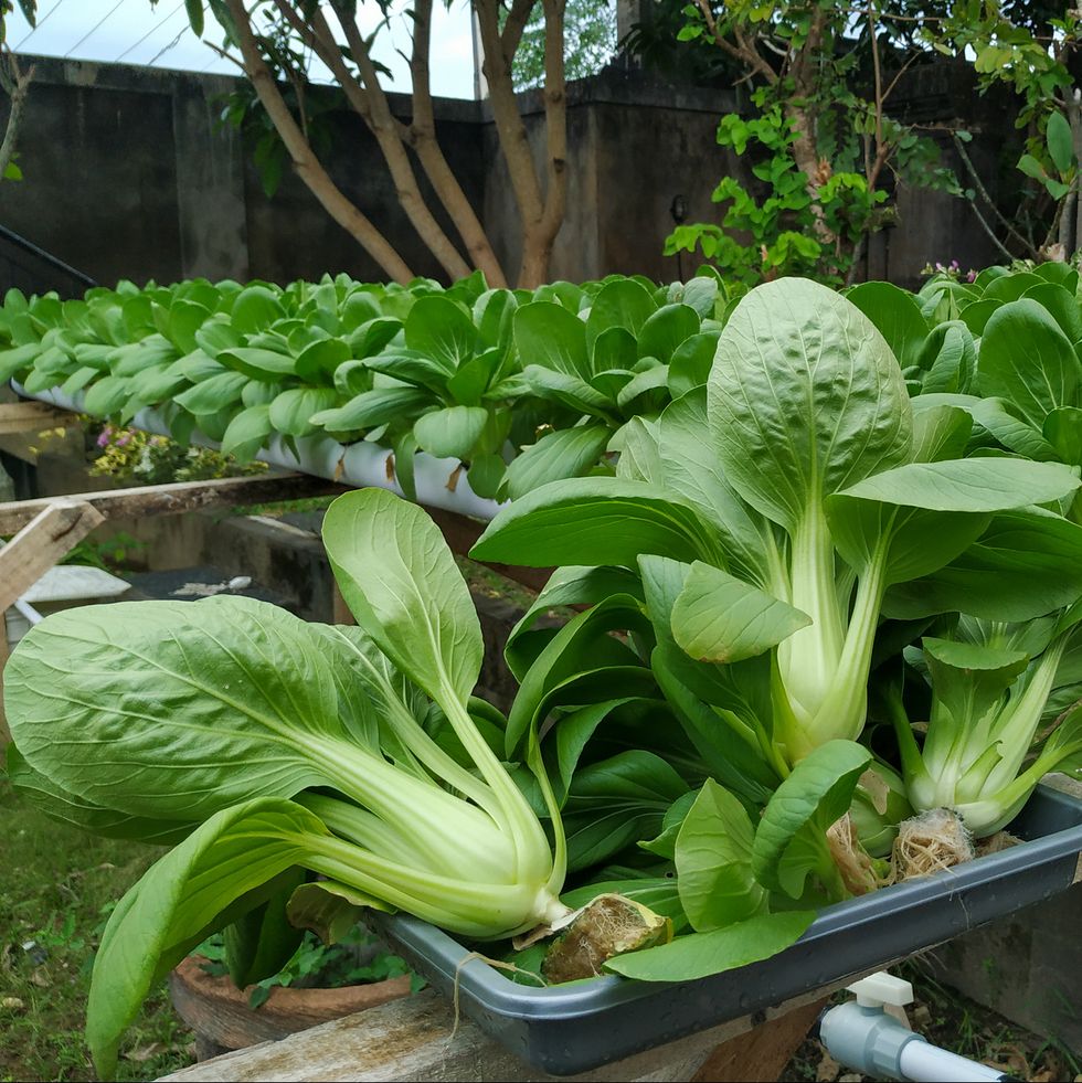 best vegetables to grow bok choy