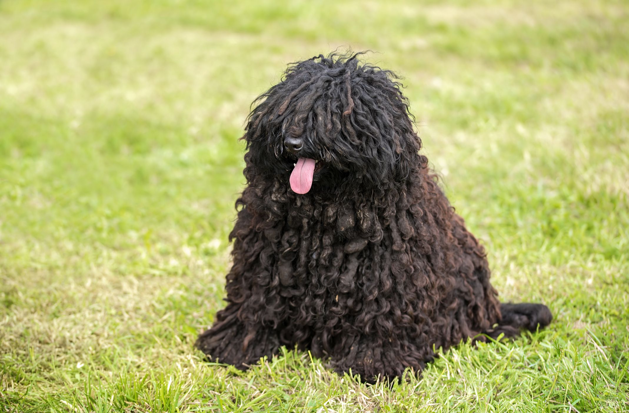 33 Best Hypoallergenic Dogs for Allergy Sufferers - Top Dog Breeds ...
