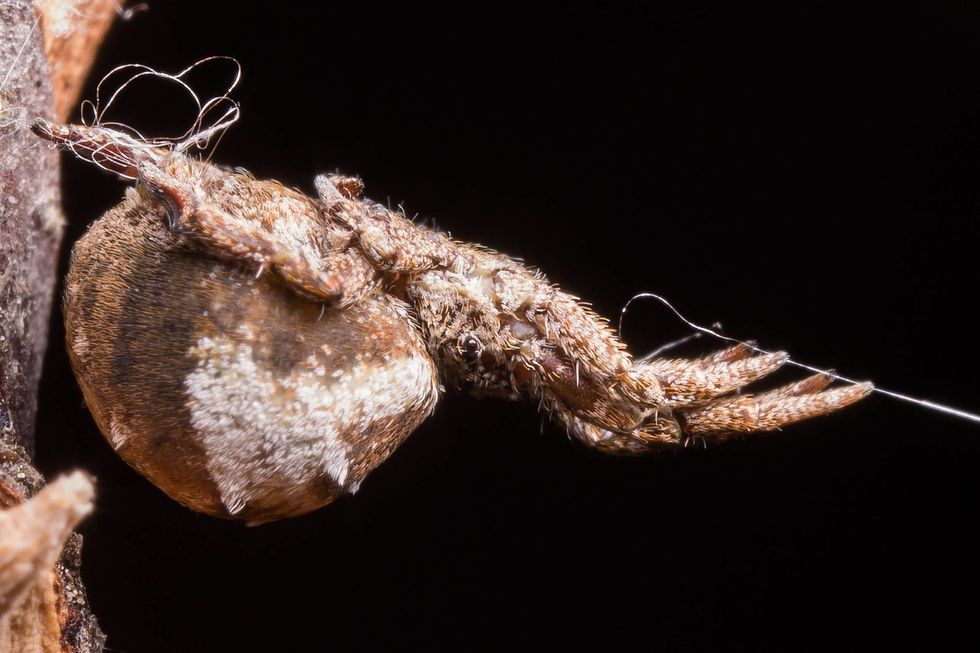 Tijdens een experiment in het lab houdt Hyptiotes cavatus zijn spinnenweb op spanning met behulp van een ankerlijn links en een vanglijn rechts