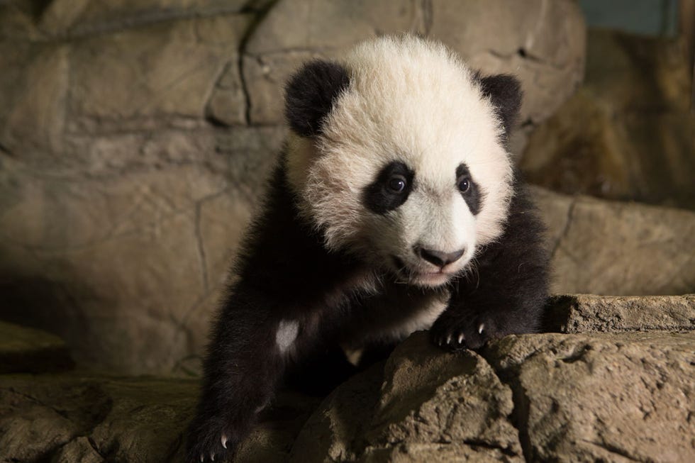 Naast haar pasgeboren welp zijn nog drie andere jongen van Mei Xiang in leven Tai Shan Bao Bao en Bei Bei hier op de foto Bei Bei werd op 22 augustus 2015 geboren en in 2019 in overeenstemming met het gezamenlijke fokprogramma van China en de National Zoo naar China overgebracht