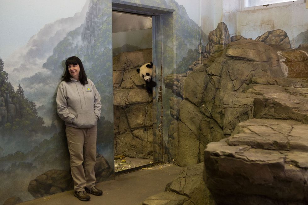 Laurie Thompson assistentcurator reuzenpandas van de National Zoo onderdeel van het Smithsonian Institution in Washington DC is op deze foto uit 2016 te zien met Bei Bei