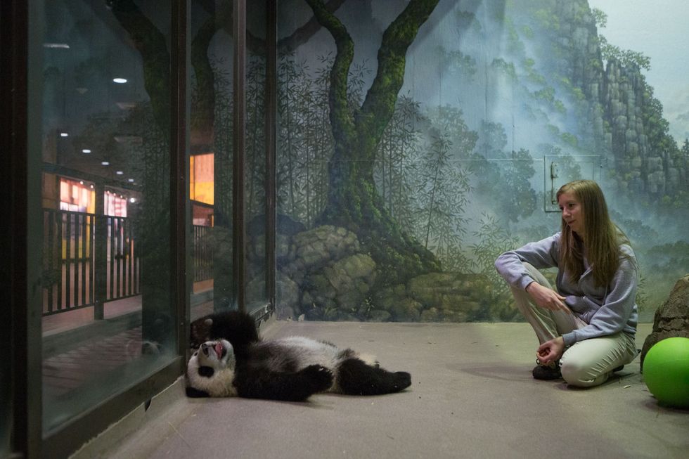 Verzorgers van de National Zoo beginnen pandawelpen te trainen als ze ongeveer vijf maanden oud zijn In het begin zijn de leeropdrachten heel eenvoudig zoals het aanraken van een doelwit met de neus