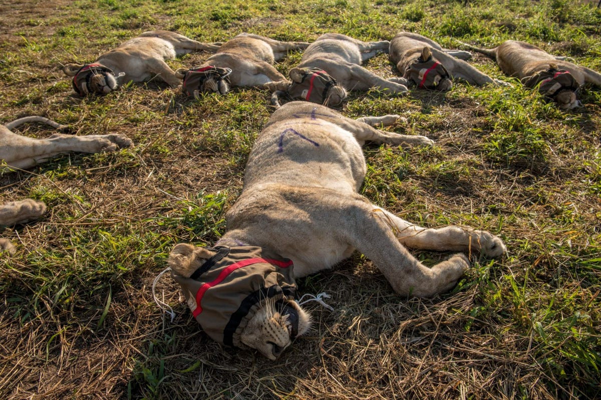 De leeuwen op deze foto zijn verdoofd en naar wildreservaten in Mozambique gevlogen Relocatie kan stressvol zijn voor de dieren Het herplaatsen van leeuwen die vee eten is niet heel succesvol gebleken
