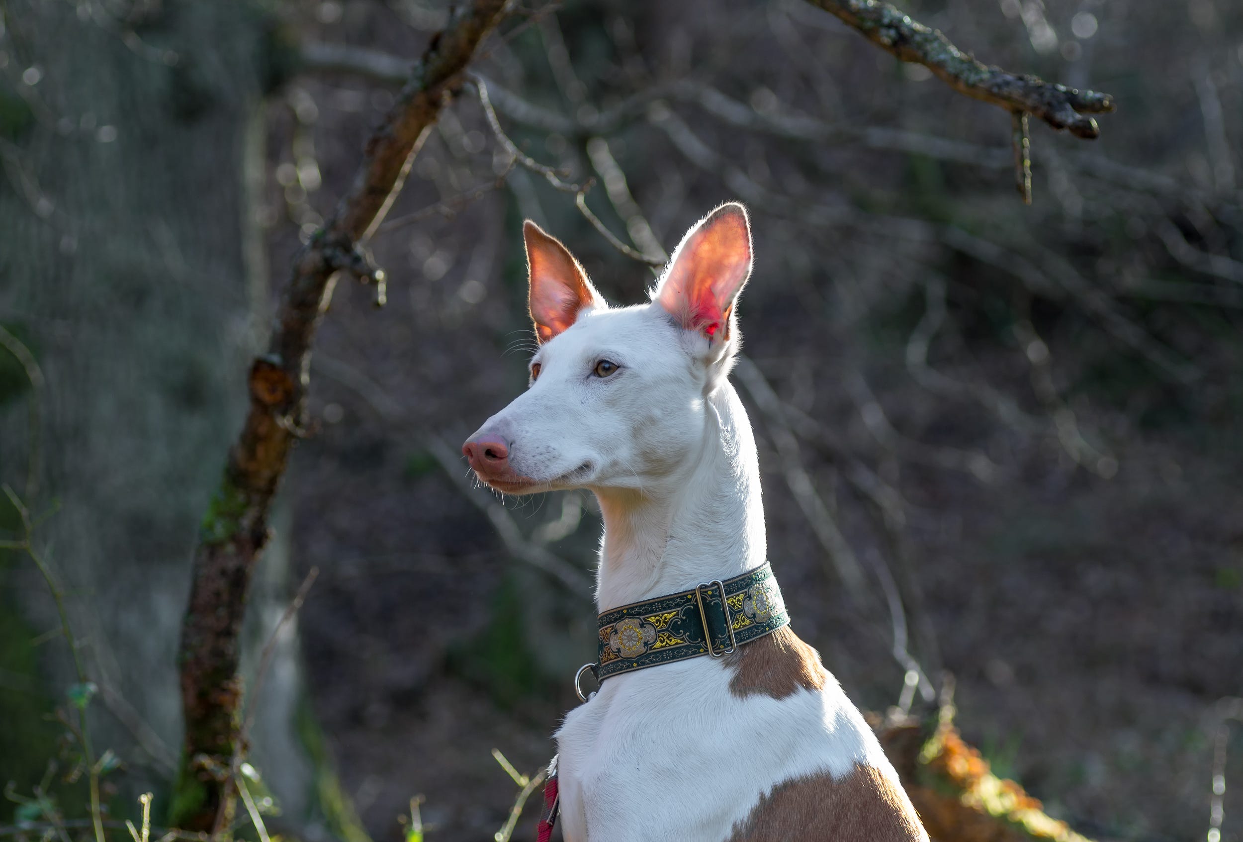 are ibizan hound aggressive