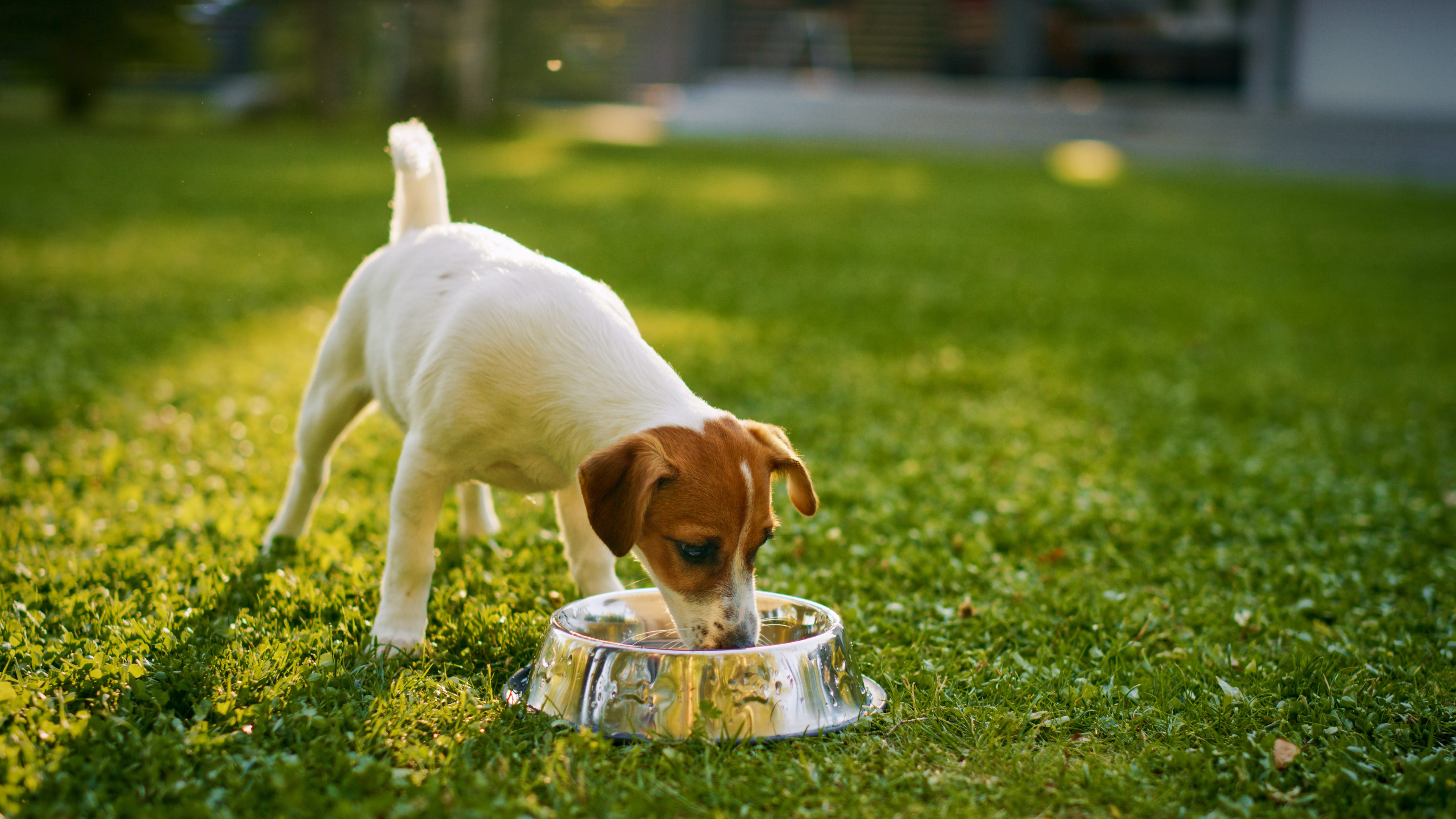 How Long To Keep Ice On Dog