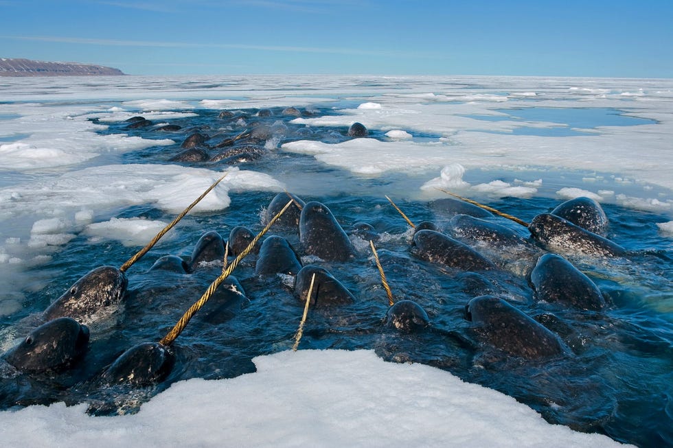 In de Lancaster Sound in het Canadese territorium Nunavut rusten narwallen uit in een wak in het pakijs