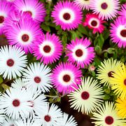 top view of livingstone daisies