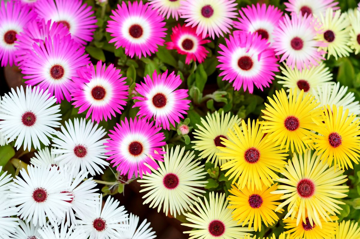 top view of livingstone daisies