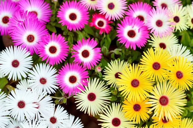 How To Care For Ice Plant Delosperma Growing Tips