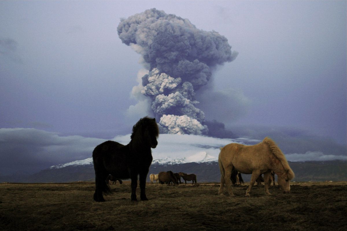 iceland, 16th of april calm horses eating grass with volcanic eruption in eyjafjallajokull in the back  eyjafjallajokull erupted on the morning of april 14, 2010 and has disrupted european airspace traffic