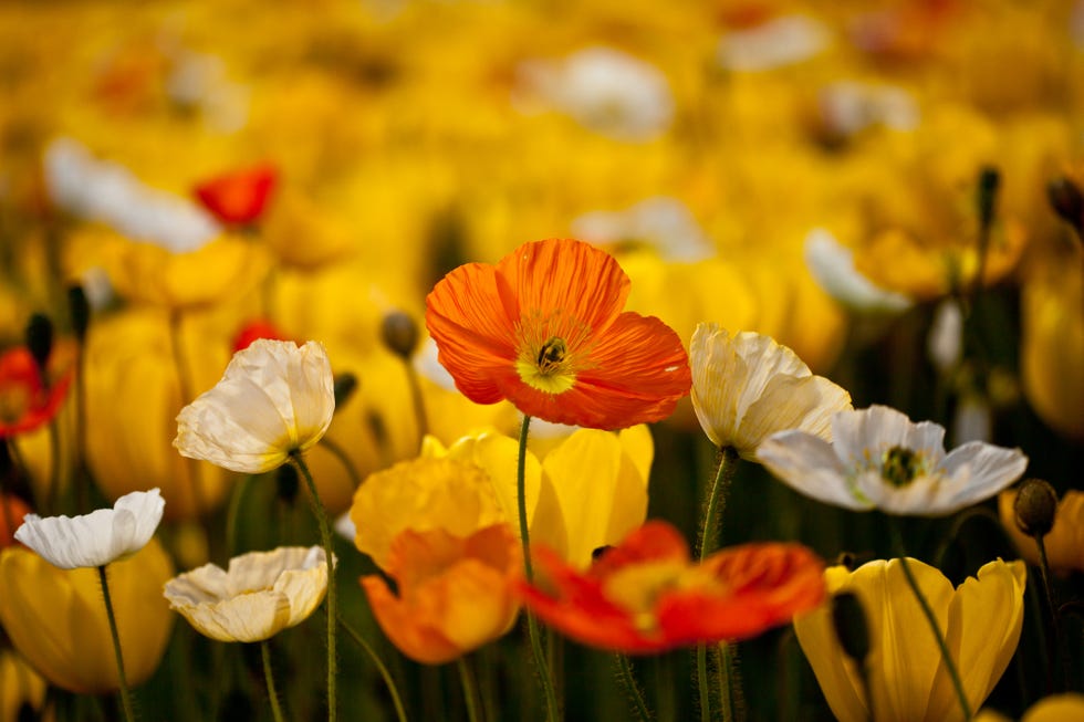 iceland poppies