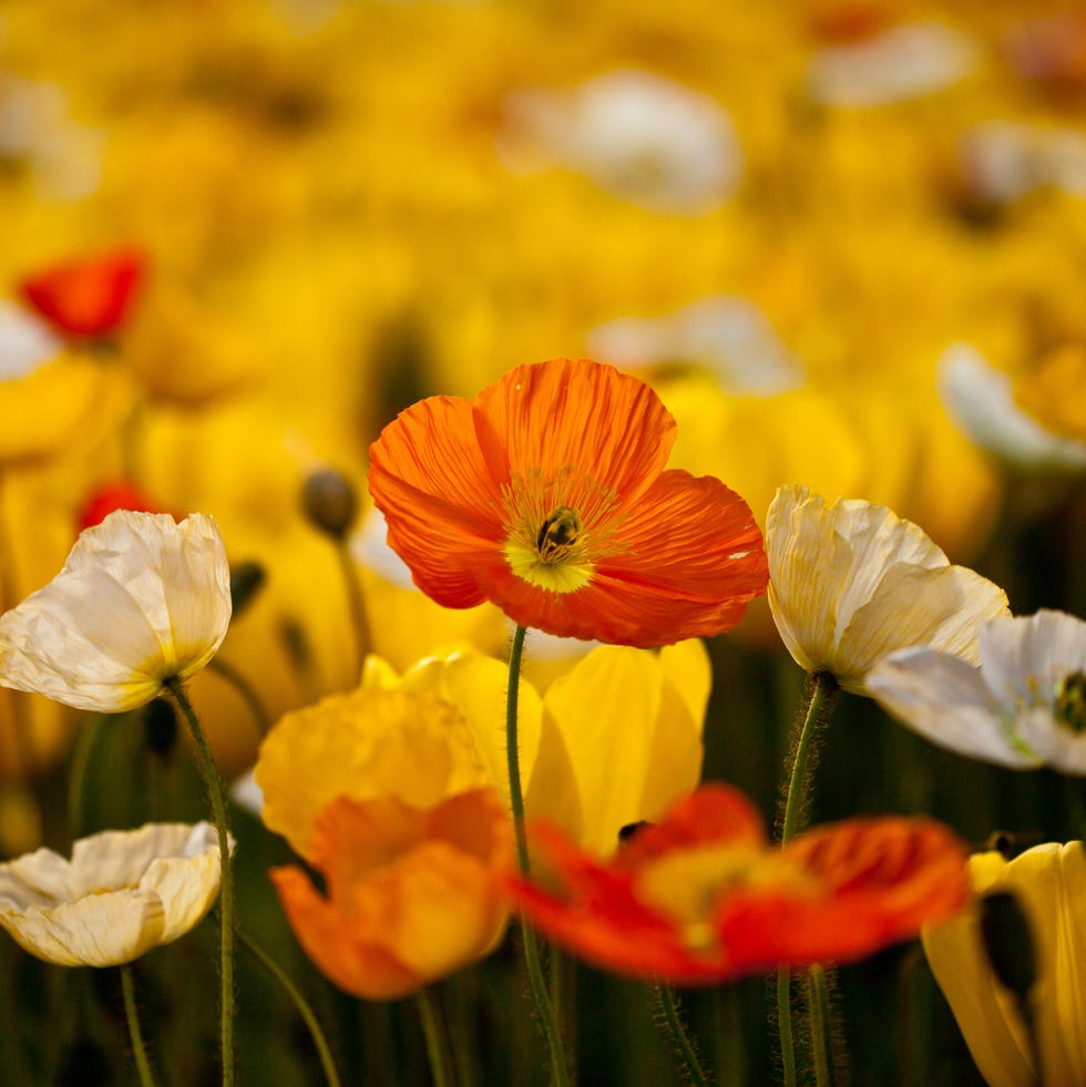 Iceland poppies iceland poppies