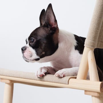 Vertebrate, Dog, Mammal, Canidae, Boston terrier, Dog breed, Companion dog, French bulldog, Snout, Carnivore, 