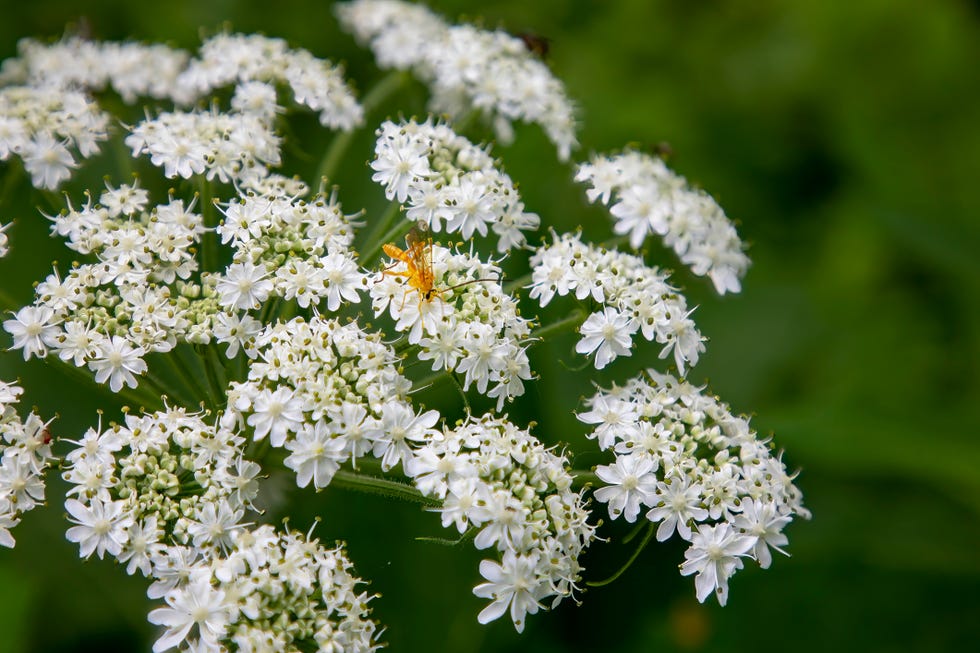 A wasp parasitizing cow parsnip