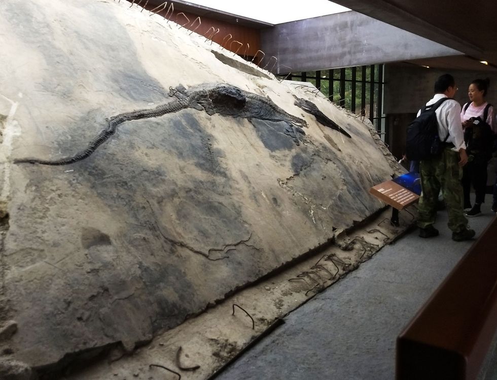 Op deze foto van het gevonden fossiel is de maaginhoud van de ichthyosaurir te zien als een uitstulping van de romp