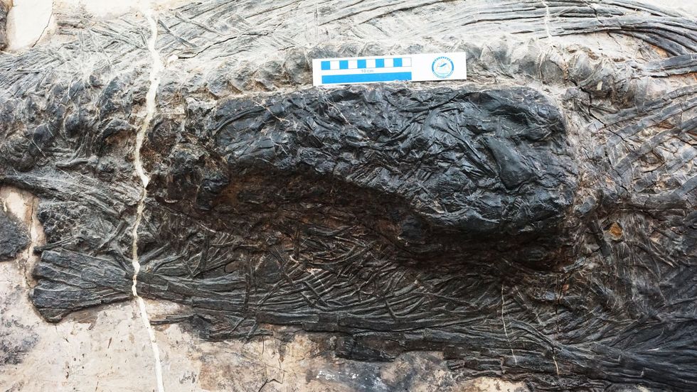 In de maag van een ichthyosaurir werd een thalattosaurus ontdekt
