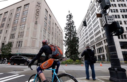 REUZENSEQUOIA SEATTLE WASHINGTON VSDeze reuzensequoia groeit bij uitzondering in een stedelijke omgeving en torent 24 meter boven naburige kantoorgebouwen in het centrum van Seattle uit Toeristen en stedelingen bezoeken de boom terwijl ze in de stad kunnen winkelen of wat eten