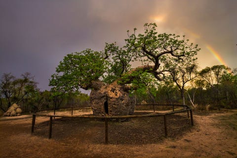 Boab Prison Tree: Derby, Australia GEVANGENISBOOM DERBY AUSTRALIDe Boab Prison Tree in Derby Australi valt op tussen naburige bomen door zijn brede en holle stam in de vorm van een fles De overlevering wil dat deze baobab of apenbroodboom ooit werd gebruikt als provisorische gevangenis in de Outback Bezoekers van de regio kunnen daar de ruige noordkust bewonderen en iets van het kurkdroge en buitenaards ogende landschap van de reuzenprovincie WestAustrali opsnuiven