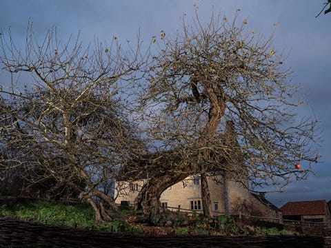 NEWTONS APPELBOOM LINCOLNSHIRE ENGELANDVolgens de overlevering was het onder deze appelboom die naast het geboortehuis van Sir Isaac Newton in Lincolnshire in Engeland staat dat de beroemde natuurkundige een appel op de grond zag vallen en zich liet inspireren tot zijn theorie van de zwaartekracht Het landgoed Woolsthorpe Manor waarin het huis en de boom zijn opgenomen houdt speciale evenementen en exposeert de notitieboeken van de wetenschapper