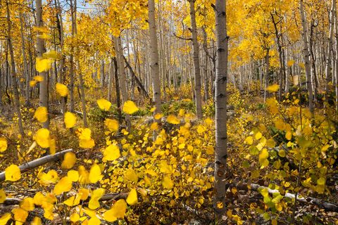 PANDO GROVE FISHLAKE NATIONAL FOREST UTAHDeze dicht opeengepakte groep van Amerikaanse ratelpopulieren is in feite n groot organisme dat bekendstaat als de Bevende Reus bestaande uit 47000 genetisch identieke bomen De Pando Grove bevindt zich in het Fishlake National Forest in Utah en trekt elke herfst veel toeristen wanneer de bladeren van de bomen van kleur veranderen en ze schitteren in een gouden kleurschakering