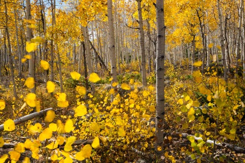 Pando Grove: Fishlake National Forest, Utah PANDO GROVE FISHLAKE NATIONAL FOREST UTAHDeze dicht opeengepakte groep van Amerikaanse ratelpopulieren is in feite n groot organisme dat bekendstaat als de Bevende Reus bestaande uit 47000 genetisch identieke bomen De Pando Grove bevindt zich in het Fishlake National Forest in Utah en trekt elke herfst veel toeristen wanneer de bladeren van de bomen van kleur veranderen en ze schitteren in een gouden kleurschakering