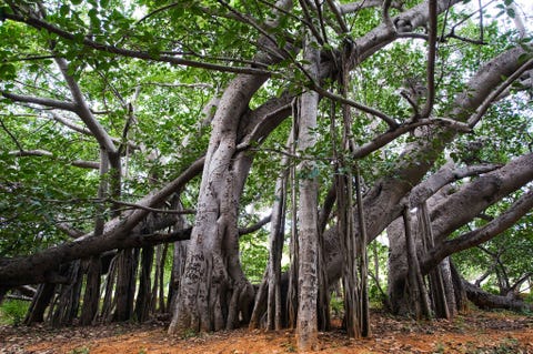 Thimmamma Marrimanu: Andhra Pradesh, India THIMMAMMA MARRIMANU ANDHRA PRADESH INDIADeze kolossale ruim vijfhonderd jaar oude Bengaalse ficus of banyan met de naam Thimmamma Marrimanu die op het platteland van de Indiase deelstaat Andhra Pradesh groeit wordt momenteel als de boom met de grootste kruin ter wereld beschouwd Pak een picknick in en rijd met de auto naar Bangalore 185 kilometer verderop