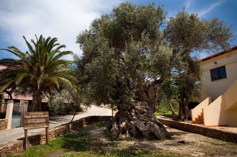 Olive Tree of Vouves: Crete, Greece OLIJFBOOM VAN VOUVES KRETA GRIEKENLANDGeschat wordt dat de Olijf van Vouves ruim tweeduizend jaar oud en mogelijk de oudste olijfboom ter wereld is De boom staat in Vouves op Kreta en produceert al zijn hele bestaan olijven De inwoners van Vouves hebben de betrouwbare boom geerd met een naburig museumpje over de geschiedenis van de olijfteelt in Griekenland
