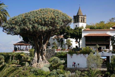Drago Milenario: Tenerife, Canary Islands DRAGO MILENARIO TENERIFE CANARISCHE EILANDENMet zijn buitenaards ogende silhouet en bloedrode hars roept de drakenbloedboom Drago Milenario in het noorden van Tenerife het hoofdeiland van de Canarische Eilanden al meer dan achthonderd jaar bewondering op en heeft het tot talloze volksverhalen genspireerd In het omringende natuurgebied zijn nog andere voorbeelden van de bijzondere flora van deze eilanden te zien