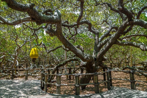 Cashew Tree: Pirangi do Norte, Brazil CASHEWBOOM PIRANGI DO NORTE BRAZILIMet een bladerdak dat een gebied ter grootte van een voetbalveld beslaat kan het zijn dat de cashewboom met de eretitel maior cajueiro do mundo grootste cashewboom ter wereld in het Braziliaanse plaatsje Pirangi do Norte inderdaad de grootste levende boom van zijn soort is Bezoekers mogen zoveel cashewnoten meenemen als ze maar kunnen vasthouden In het vruchtseizoen produceert de boom gemiddeld 80000 cashewnoten