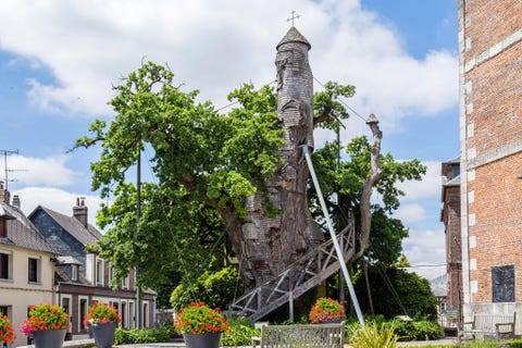 EIK VAN ALLOUVILLE ALLOUVILLEBELLEFOSSE FRANKRIJKDeze verwrongen en oeroude eik in AllouvilleBellefosse een boerendorp in de Franse regio Normandi waakt al bijna duizend jaar over gewijde grond De boom heeft de elementen en een groot deel van de Franse geschiedenis doorstaan en in zijn holle stam zijn nu twee kapelletjes ondergebracht die elk jaar  tijdens de Maria Hemelvaart in augustus  worden bezocht door pelgrims