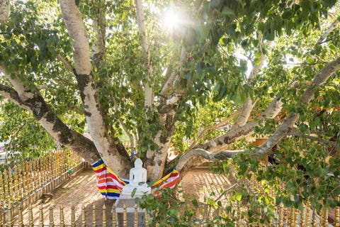 JAYA SRI MAHA BODHI ANURADHAPURA SRI LANKAVolgens de overlevering werd de vijgenboom Jaya Sri Maha Bodhi die in de Tuinen van Mahamewna in de stad Anuradhapura op Sri Lanka groeit gent van een zuidelijke tak van de historische Bodhiboom in het Indiase Buddha Gaya waaronder de Boeddha zelf zat toen hij zijn staat van verlichting bereikte In de omliggende stad bevinden zich nog meer heilige plekken die soms meer dan duizend jaar oud zijn