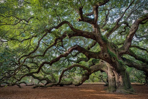 ANGEL OAK CHARLESTON SOUTH CAROLINAOp een rustgevend uitstapje naar Charleston biedt de Angel Oak op Johns Island een lommerrijk plekje onder een bladerdak van 1600 vierkante meter De op en zijwaarts groeiende takken van de boom vormen een dichte kruin en een verleidelijke speelplek