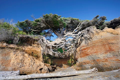 Kalaloch Tree Cave: Olympic National Park, Washington BOOMGROT VAN KALALOCH OLYMPIC NATIONAL PARK WASHINGTONMet wortels die een uitgesleten canyon overbruggen lijkt de Boomgrot van Kalaloch zich ternauwernood aan de rotsen vast te klampen waardoor een natuurlijke grot is ontstaan in het Olympic National Park in de staat Washington De beste manier om de grot te bereiken is een wandeling over het westelijke strand van het park langs de Stille Oceaan