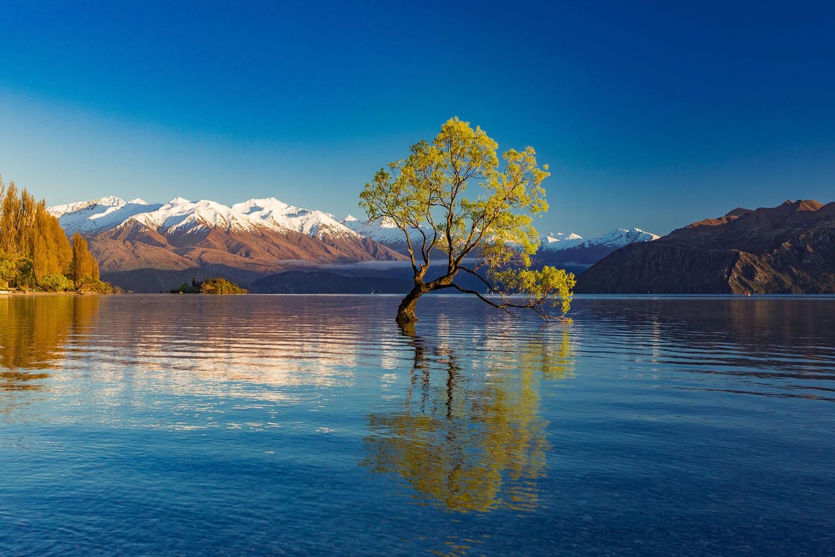 BOOM VAN LAKE WANAKA WANAKA NIEUWZEELANDDeze eenzame wilg lijkt uit de diepten van Lake Wanaka in NieuwZeeland te verrijzen en heeft talloze bezoekers aan het Zuidereiland gefascineerd Lake Wanaka ligt aan de rand van het Mount Aspiring National Park waar bezoekers die bereid zijn de bergschoenen aan te trekken van fraaie uitzichten over het Alpenlandschap kunnen genieten