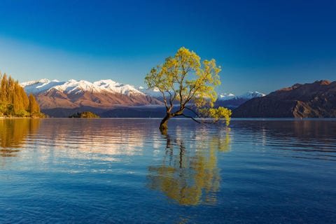 https://www.nationalgeographic.com/content/dam/travel/2019-digital/iconic-trees/iconic-trees-rxkg7n.jpg BOOM VAN LAKE WANAKA WANAKA NIEUWZEELANDDeze eenzame wilg lijkt uit de diepten van Lake Wanaka in NieuwZeeland te verrijzen en heeft talloze bezoekers aan het Zuidereiland gefascineerd Lake Wanaka ligt aan de rand van het Mount Aspiring National Park waar bezoekers die bereid zijn de bergschoenen aan te trekken van fraaie uitzichten over het Alpenlandschap kunnen genieten