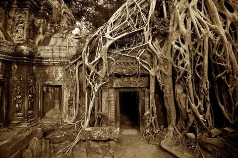 De tempel van Angkor Wat is het grootste religieuze complex ter wereld zoals het oprijst uit de Cambodjaanse jungle Maar vlakbij staat nog een tempel Ta Prohm kleinere smaar veel indringender Hier druipen de wortels van de reusachtige wurgvijgen over de fijn bewerkte stenen muren en kaderen ze doorgangen af Ze zijn van elkaar afhankelijk noch de muren noch de bomen kunnen overeind blijven zonder de ander De wortels krullen over en onder de heilige symbolen door en lijken zo op synapsen van een oud centraal zenuwstelsel dat verloren gedachten verbindt die in steen zijn gevangenIconisch beeld De tempelpoorten omlijst door wortels
