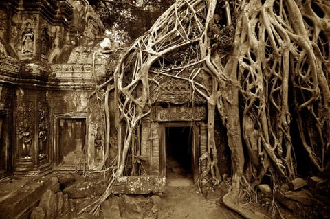 Iconische plaatsen om te fotograferen De tempel van Angkor Wat is het grootste religieuze complex ter wereld zoals het oprijst uit de Cambodjaanse jungle Maar vlakbij staat nog een tempel Ta Prohm kleinere smaar veel indringender Hier druipen de wortels van de reusachtige wurgvijgen over de fijn bewerkte stenen muren en kaderen ze doorgangen af Ze zijn van elkaar afhankelijk noch de muren noch de bomen kunnen overeind blijven zonder de ander De wortels krullen over en onder de heilige symbolen door en lijken zo op synapsen van een oud centraal zenuwstelsel dat verloren gedachten verbindt die in steen zijn gevangenIconisch beeld De tempelpoorten omlijst door wortels