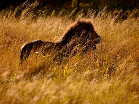 Iconische plaatsen om te fotograferen De Serengeti is voor de meeste bezoekers een openbaring wildernis bestaat nog op onze planeet Daar op de zonovergoten graslanden van Tanzania is het leven elementair de voedselketen niet te missen en ongevoelig de kunst van het overleven alledaags en zijn vriendelijkheid en mededogen betekenisloos De grote migraties combineren de vele spelers in een groot meeslepend drama De weidse vergezichten zijn kalm afgezien van het sluipende gestalte van een leeuw in het hoge gras Wij zijn hier de indringers en we herpakken ons door onze betekenisloosheid te accepteren Het is tegelijkertijd vernederend en vertrouwdIconisch beeld Symbolische beelden en vormen die primaire emoties oproepen