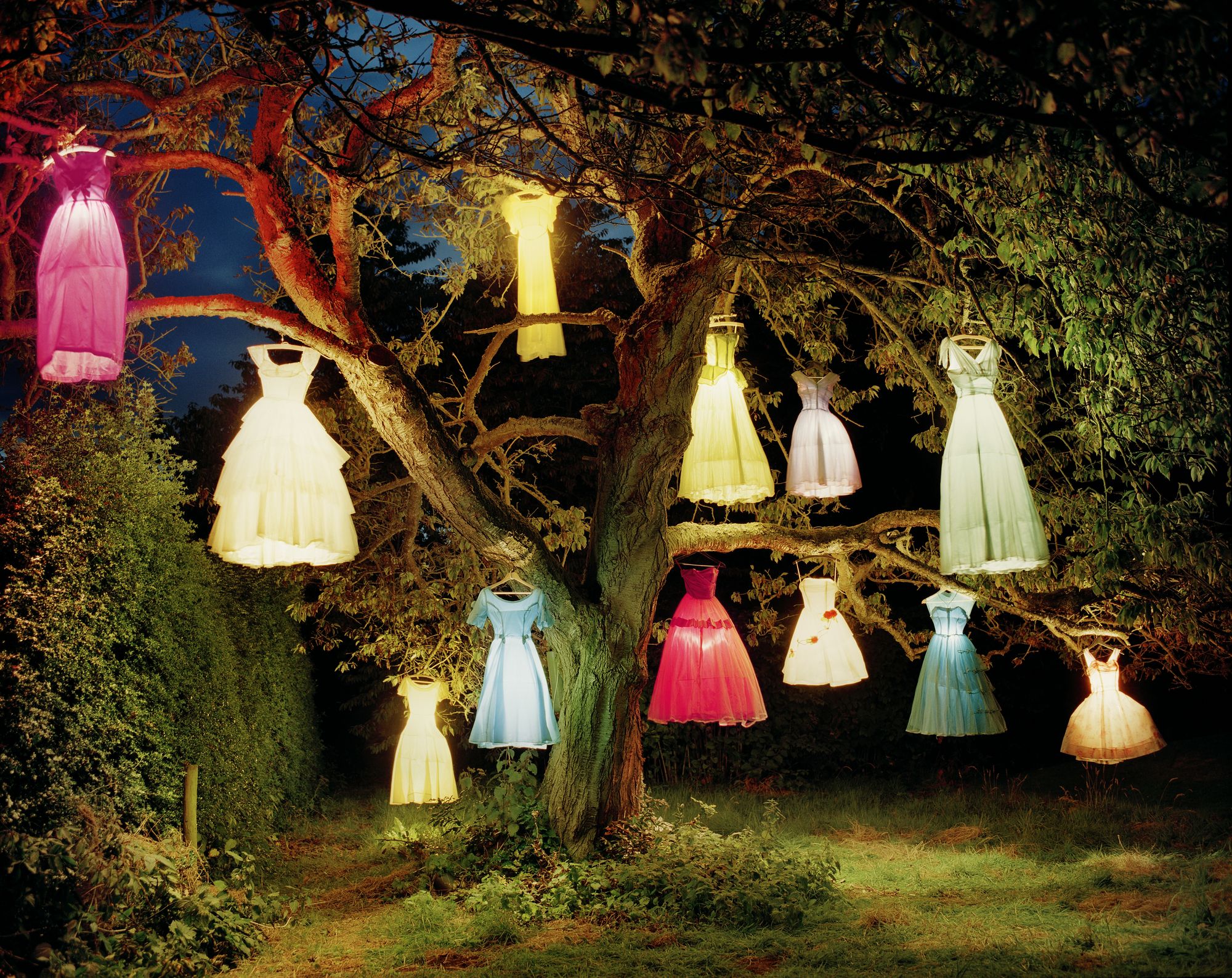 Lighting, Tree, Dress, Outerwear, Grass, Adaptation, Tints and shades, Textile, Plant, Photography, 