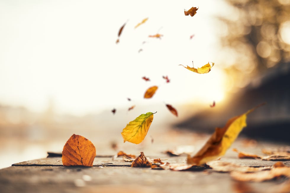 Idyllic Autumn Scene Idyllic Autumn Scene