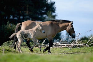 first new born przewalski's foal in five years at the highland wildlife park