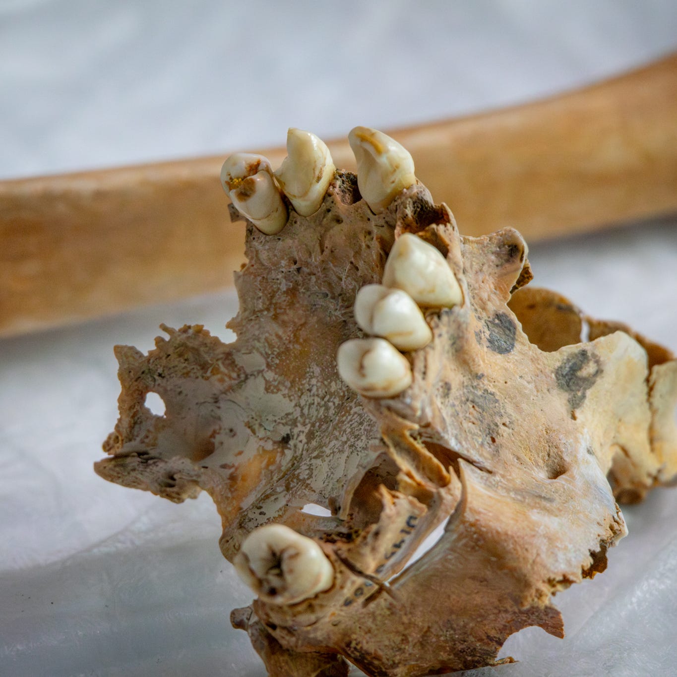 A Skull Washed Up on a Beach 30 Years Ago. Students Just ID'ed the Remains.