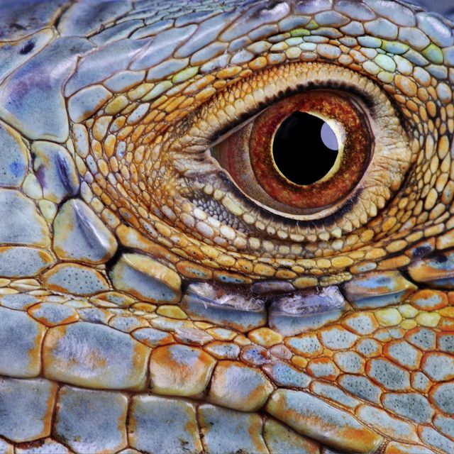 iguana eye, close up